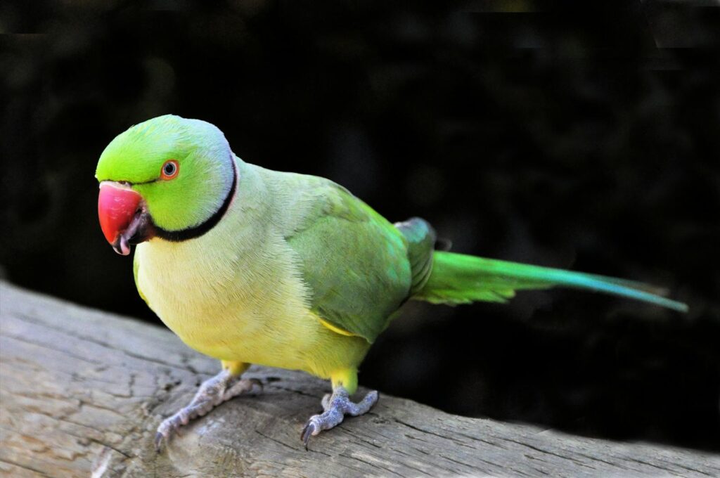 Vibrant green rose-ringed parakeet with red beak perched on a wooden branch.